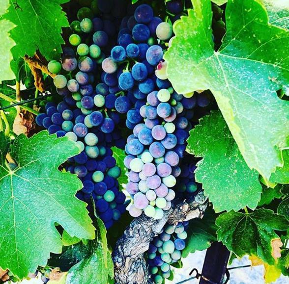 The Eden House Vineyard Hotell Templeton Exteriör bild