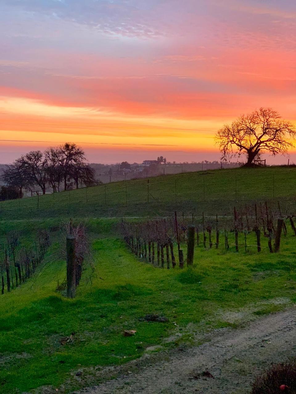 The Eden House Vineyard Hotell Templeton Exteriör bild